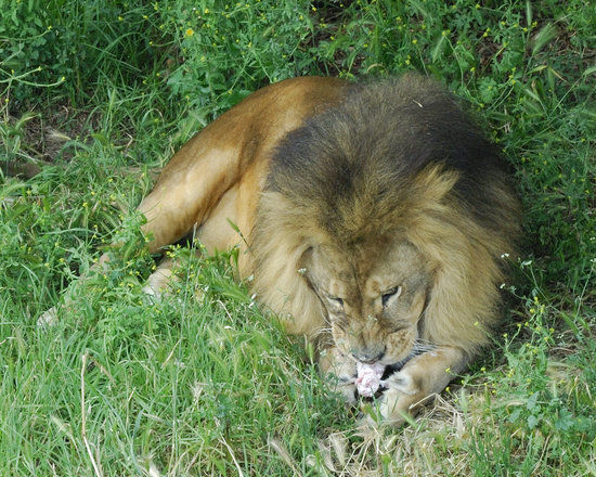 Oakland Hayvanat Bahçesi